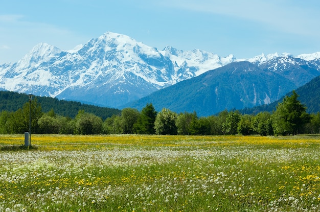 Sommer blühender Löwenzahn Almwiese (Italien)