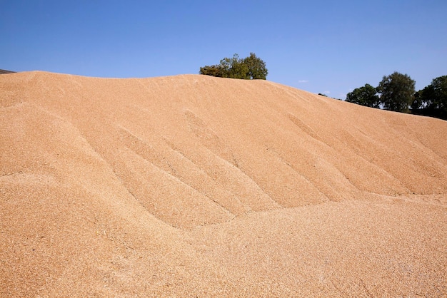 Sommer der Weizenernte