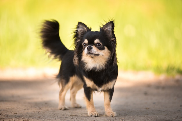 Sommer. Ein Chihuahua-Hund auf einer sonnigen Lichtung