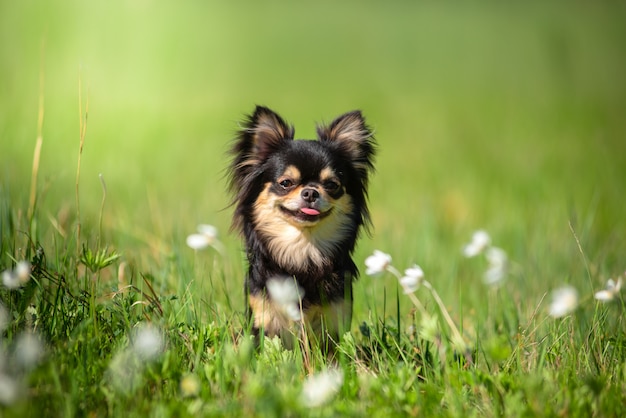 Sommer. Ein Chihuahua-Hund auf einer sonnigen Lichtung