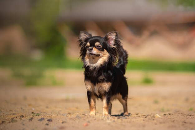 Sommer. Ein Chihuahua-Hund auf einer sonnigen Lichtung