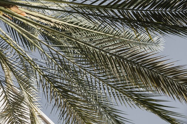 Sommer exotische tropische Palmenblätter gegen blauen Himmel