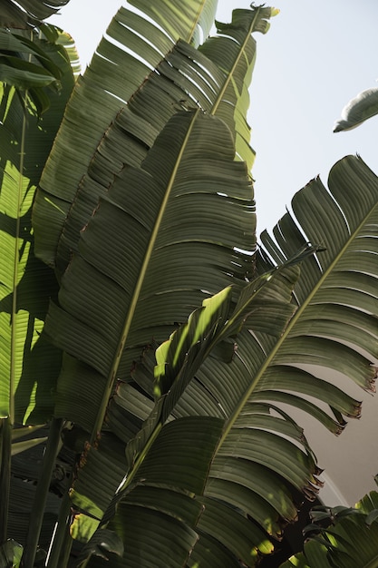 Sommer exotische tropische Palmenblätter gegen blauen Himmel