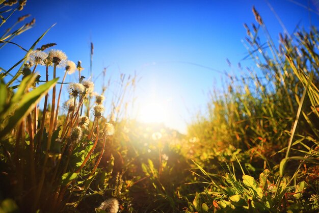 sommer feld gras blumen sonne hintergrund