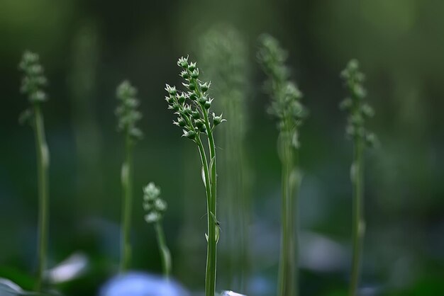 Foto sommer hintergrund blumen natur / schönes bild design hintergrund blumen im feld