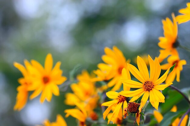 sommer hintergrund blumen