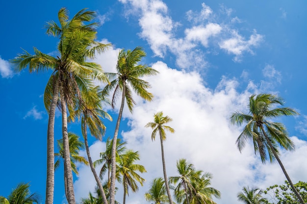 Sommer Hintergrund mit Kokospalmen und Sonnenuntergang warmen Ton Schöne Kokospalme im Hintergrund sonniger Tag Reisen Sie tropischen Strandurlaub im Sommer