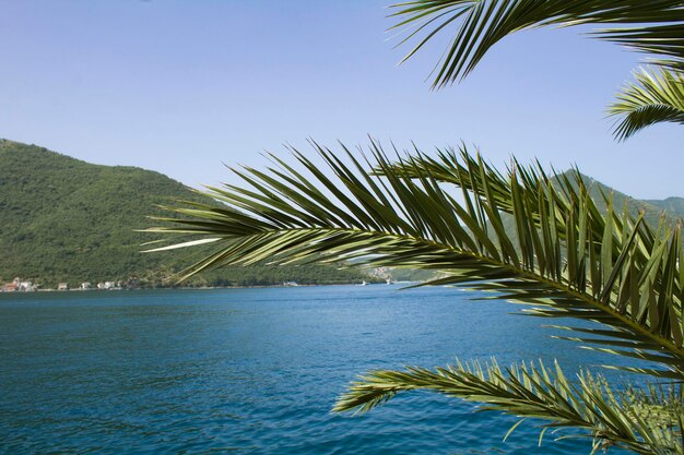 Sommer Hintergrund. Nahaufnahme auf Palmblättern, Meer und Bergen am sonnigen Tag. Perast. Montenegro.