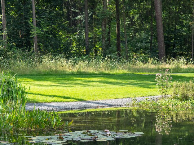 Foto sommer in einem deutschen park.