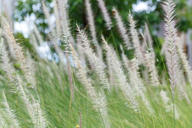 Sommer kleines Eisenkraut