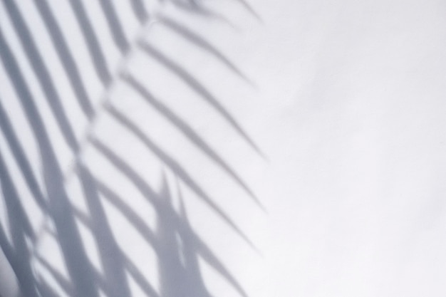 Sommer-Konzept. Schatten Des Grünen Farns Und Der Blätter Auf Weißem Hintergrund.