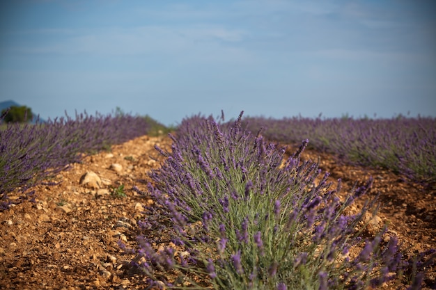 Sommer Lavendelfeld in der Provence, Frankreich. Schuss