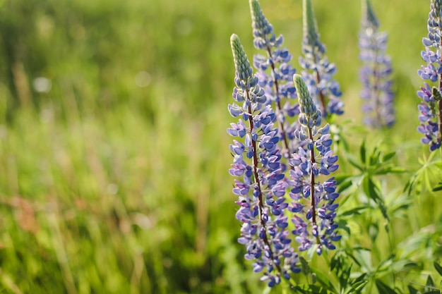 Sommer lila Wildblumen Lupine auf der Wiese bei Sonnenuntergang Sommerblumenhintergrund