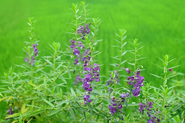 Sommer Löwenmaul oder Angelonia Blumensträucher mit verschwommen wachsendem Reispflanzenfeld im Hintergrund