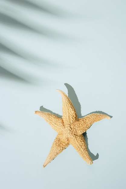 Foto sommer minimaler hintergrund mit schatten von palmenblättern und seesternen