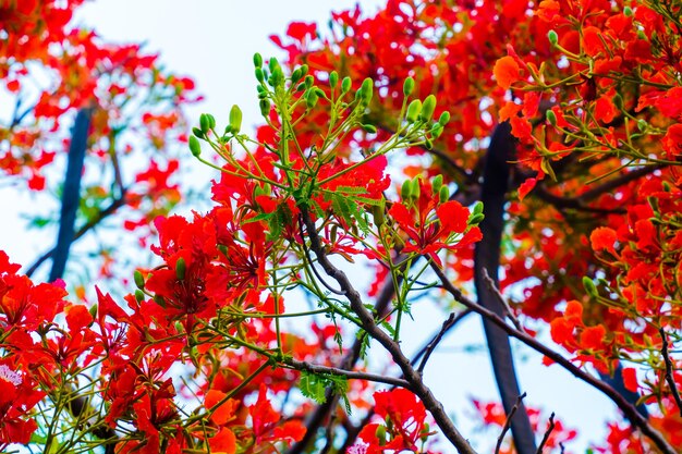 Sommer Poinciana phoenix ist eine blühende Pflanzenart, die in den Tropen oder Subtropen lebt