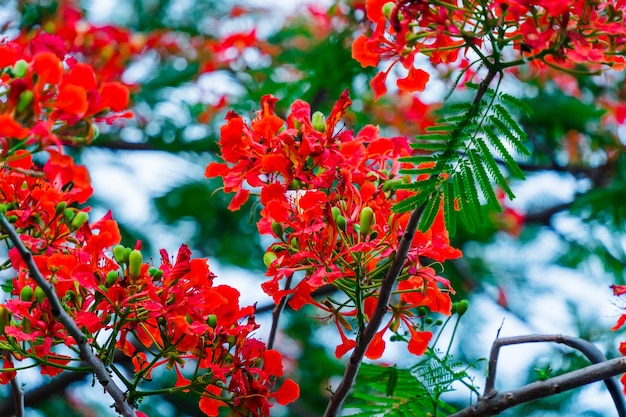 Sommer Poinciana phoenix ist eine blühende Pflanzenart, die in den Tropen oder Subtropen lebt