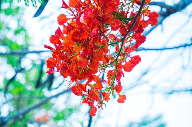 Sommer Poinciana Phoenix ist eine blühende Pflanzenart, die in den Tropen oder Subtropen Red Flame Tree Flower Royal Poinciana lebt