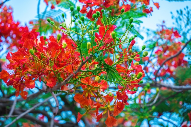 Sommer Poinciana Phoenix ist eine blühende Pflanzenart, die in den Tropen oder Subtropen Red Flame Tree Flower Royal Poinciana lebt