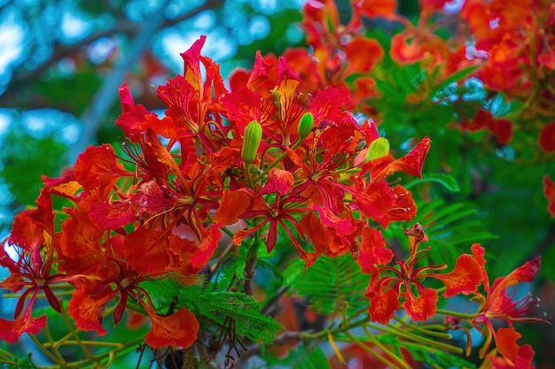 Sommer Poinciana Phoenix ist eine blühende Pflanzenart, die in den Tropen oder Subtropen Red Flame Tree Flower Royal Poinciana lebt