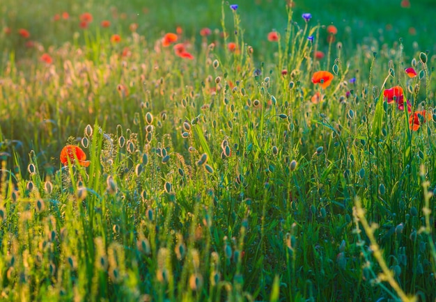 Sommer-Poppy-Meadow