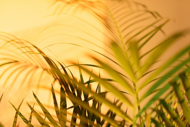 Sommer-Reisekonzept. Schatten der exotischen Palmblätter legt auf gelben Pastellwandhintergrund.