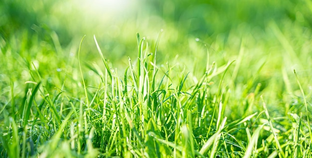 Sommer saftiges Gras mit Tautropfen im Sonnenlicht Seitenansicht horizontal
