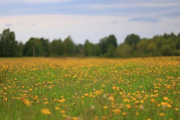 sommer saisonal feld sonne hintergrund bokeh gras sonnenuntergang abstrakt