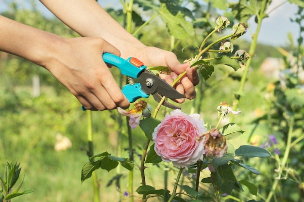 Sommer saisonale Gartenarbeit, Frauenhände mit Gartenschere, die verwelkte Blumen abschneiden