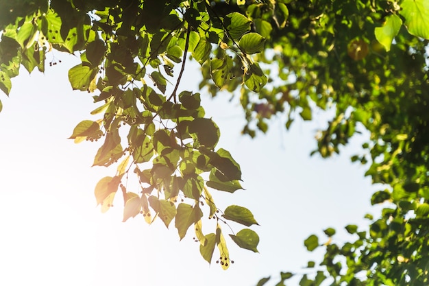 Sommer- und Frühlingshintergrund grüne Blätter eines Baumes vor dem Hintergrund der Sonne und des blauen Himmels r...