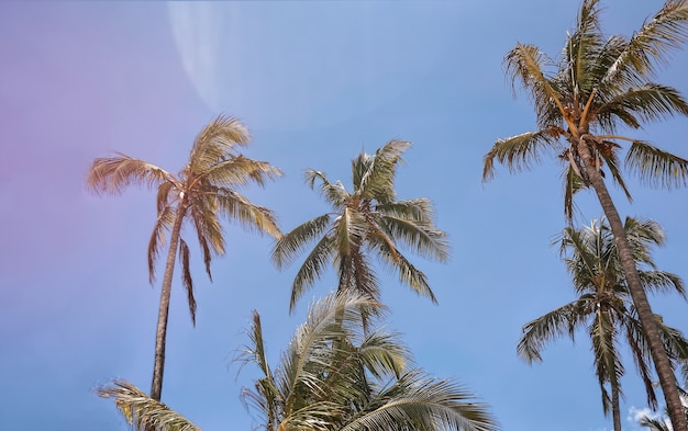 Sommer- und Reisekonzept der Palmen von unten