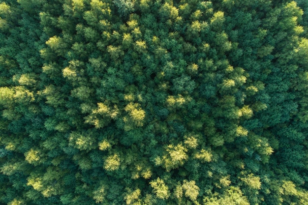 Sommer warmes Sonnenlicht Waldluftbild