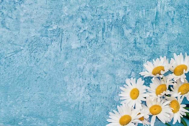 Sommer. Weiße Gänseblümchenblume auf Blau.