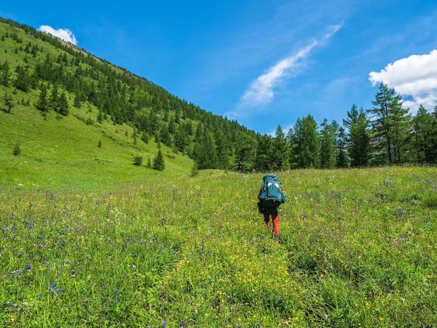 Sommeralpines Trekking Klettern durch eine grüne Wiese mit verschiedenen Gräsern durch einen hochgelegenen Nadelwald Solo-Trekking mit großem Rucksack