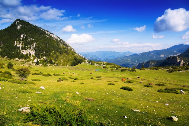 Sommeransicht der Bergwiese