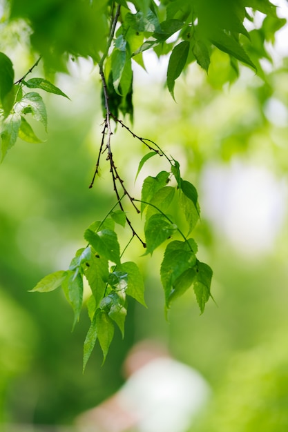 Sommerbaum verlässt Grün lässt Hintergrundbäume, das Holz, jung