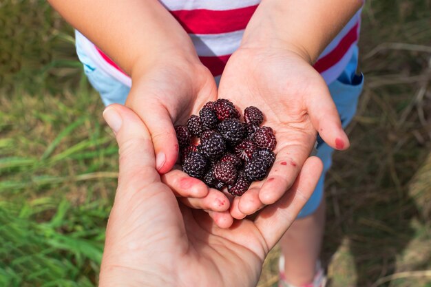 Sommerbeeren in den Händen