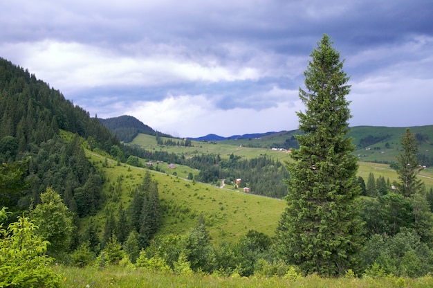 Sommerbergblick mit hohem Tannenbaum und Gewitterwolken