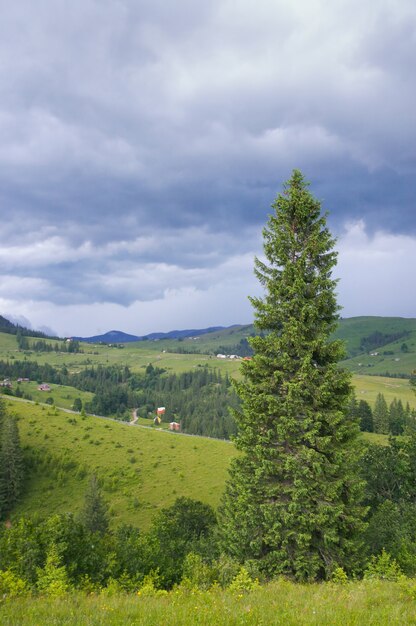 Sommerbergblick mit hohem Tannenbaum und Gewitterwolken