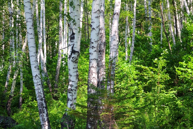 Sommerbirkenwälder