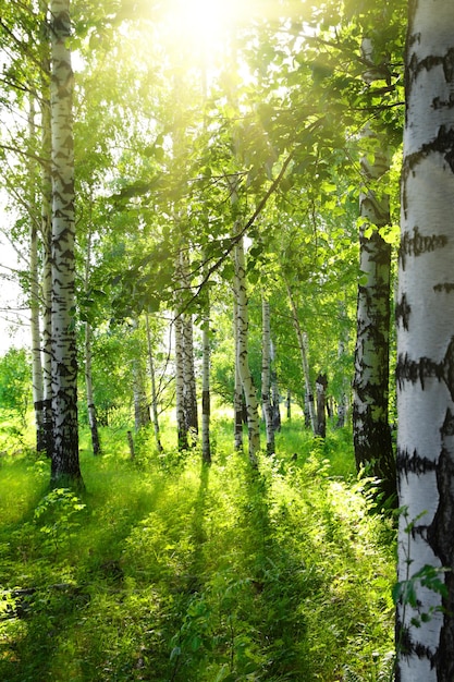 Sommerbirkenwald mit Sonne