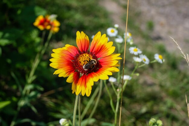 Sommerblühende Blume mit Biene