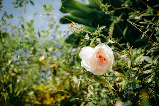 Sommerblühende weiße Rose.