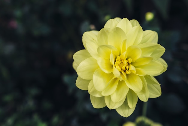 Sommerblüte Blume. Naturszene mit blühenden Blumen.