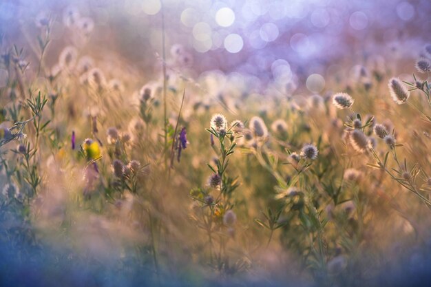 Sommerblumen auf der Wiese