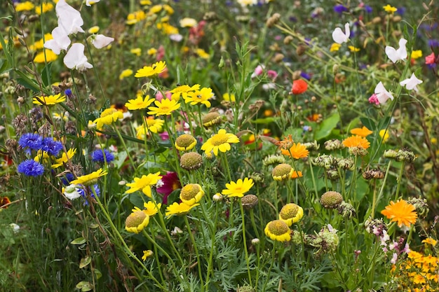 Sommerblumen auf einem Feld