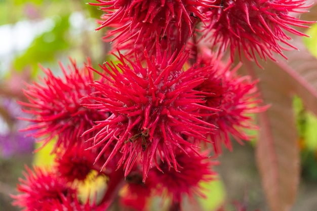 Sommerblumen blühen im Garten Blumen in verschiedenen Farben