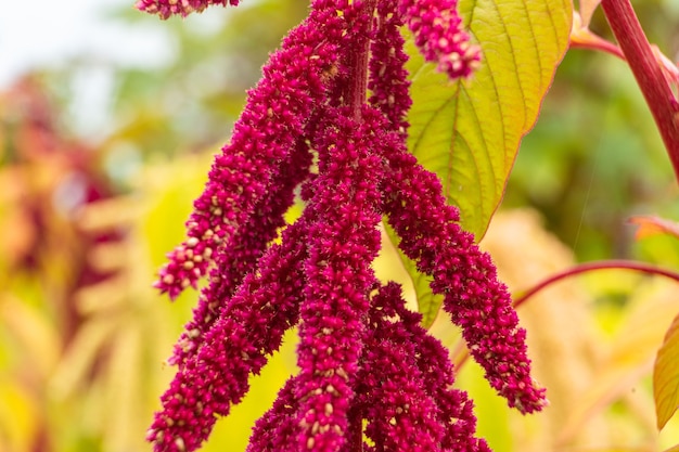 Sommerblumen blühen im Garten Blumen in verschiedenen Farben