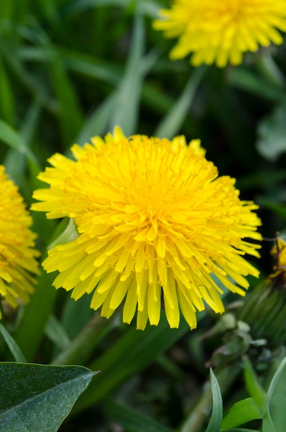 Sommerblumen im Gras