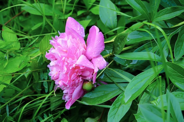 Sommerblumen in einem Feld an einem sonnigen Tag